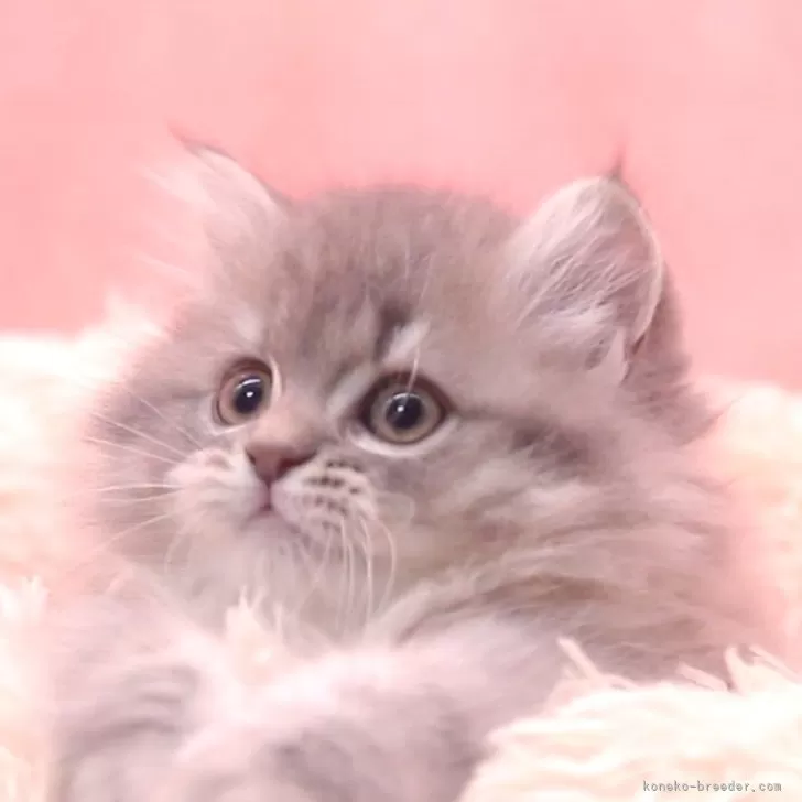 ID：2409-00651の子猫