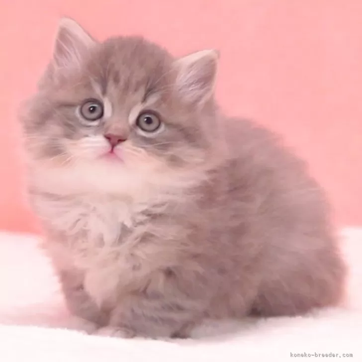 ID:2412-02080の子猫