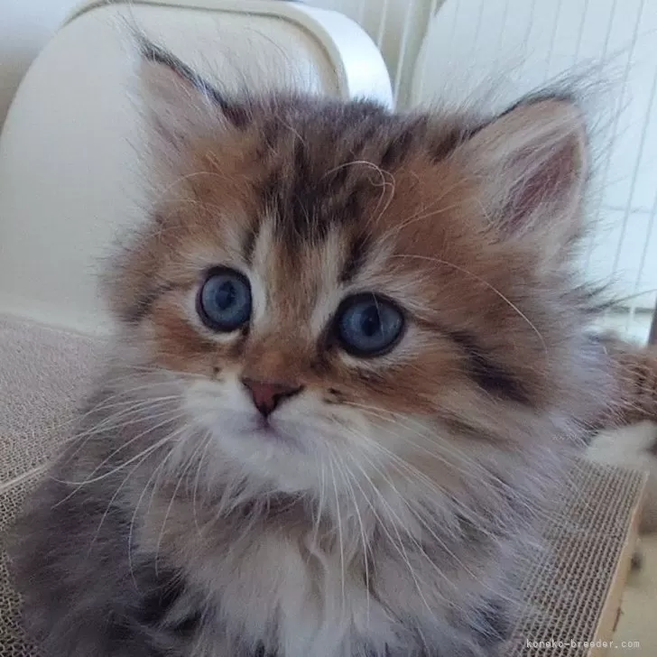 ID:2405-00234の子猫