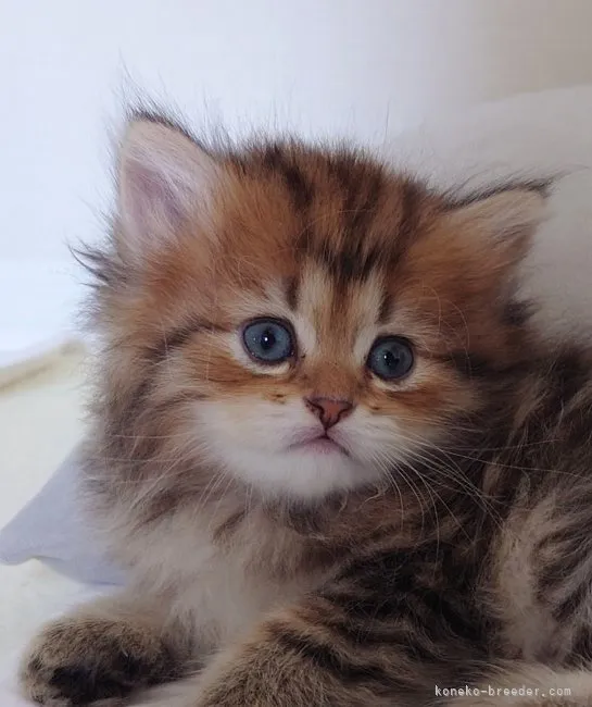 ID:2310-00506の子猫