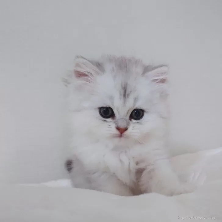 ID:2406-03442の子猫