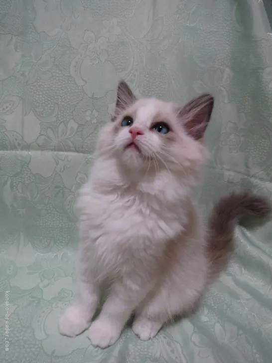 ID:2102-01388の子猫