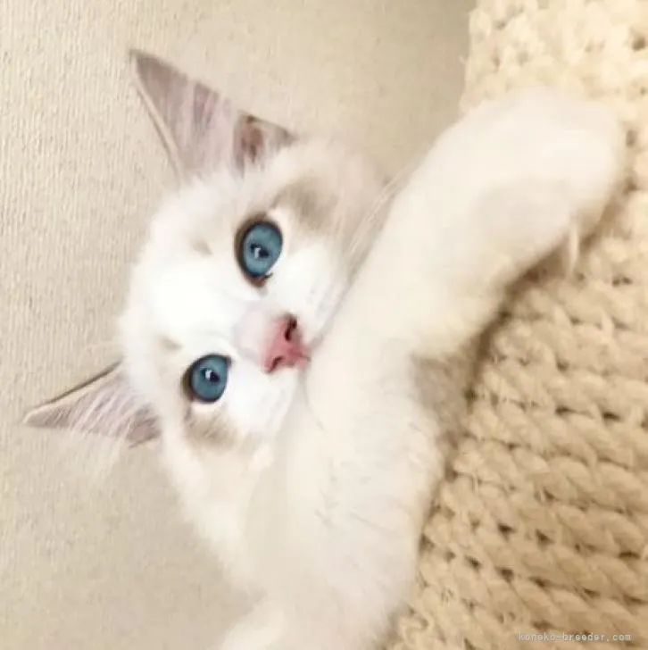 ID:2210-00810の子猫