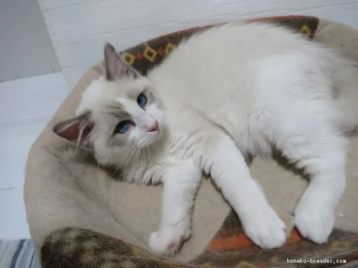 ID:2008-02255の子猫