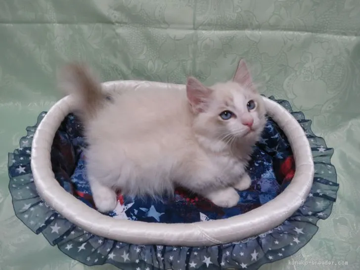 ID:2102-01309の子猫