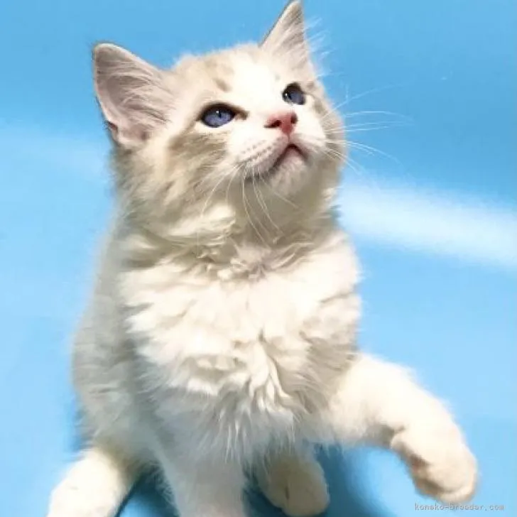 ID:2209-00430の子猫