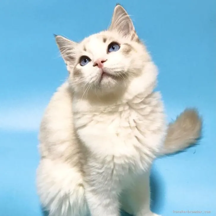 ID:2209-00429の子猫