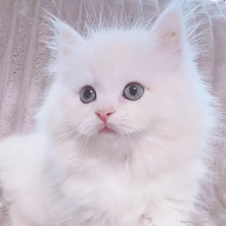 ID:2407-01231の子猫