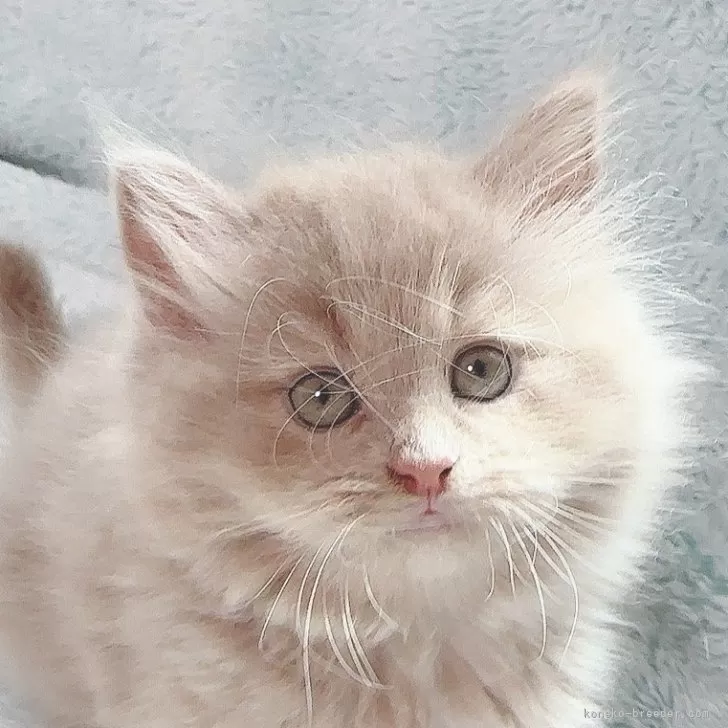 ID:2407-01698の子猫