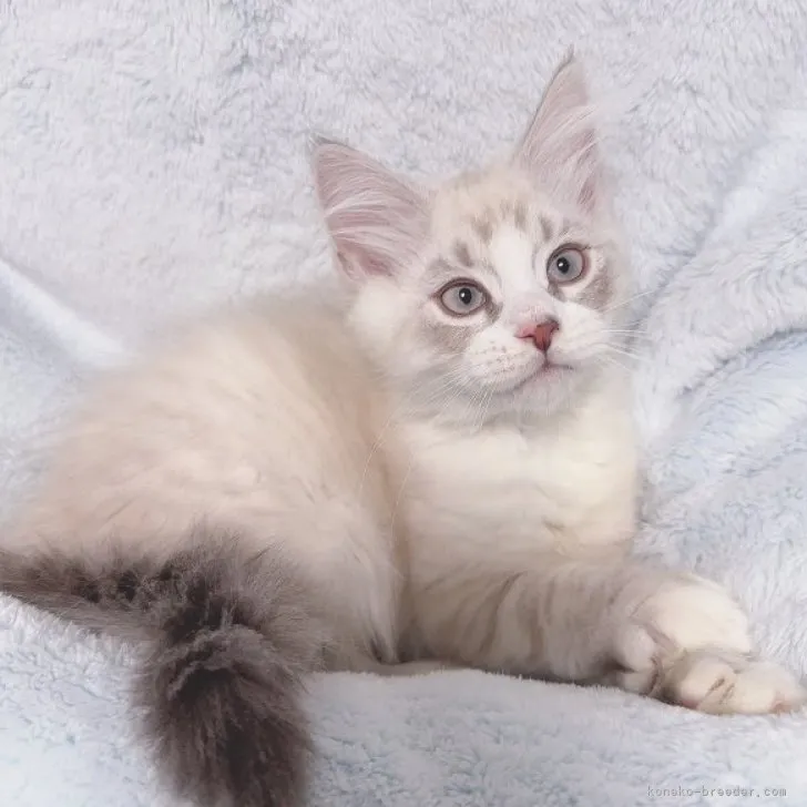 ID:2311-01454の子猫