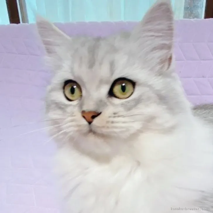 ID:2303-03145の子猫