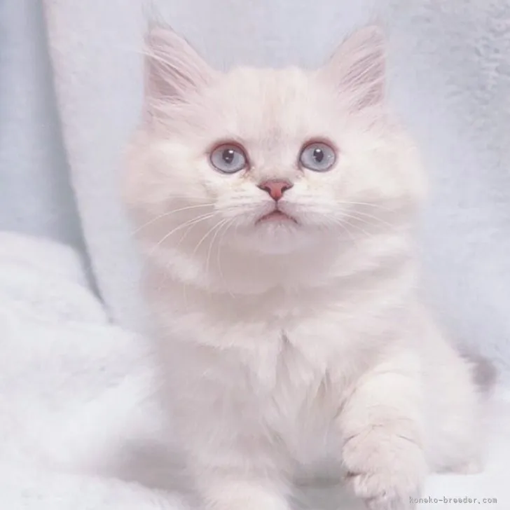ID:2311-01573の子猫