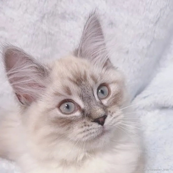 ID:2310-01813の子猫