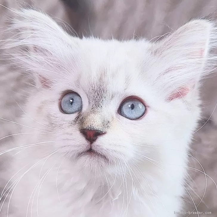 さちゃん 様のお迎えした子猫