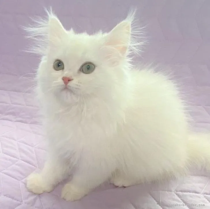ID:2301-01929の子猫