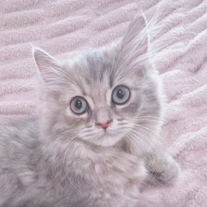 ID:2308-01960の子猫