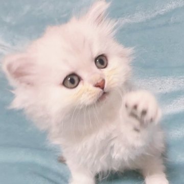 サイベリアンの子猫を探す｜ブリーダー直販の子猫販売【みんなの子猫