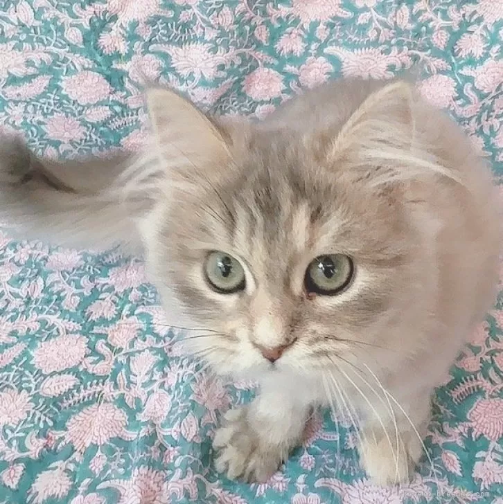 ID:2501-02157の子猫