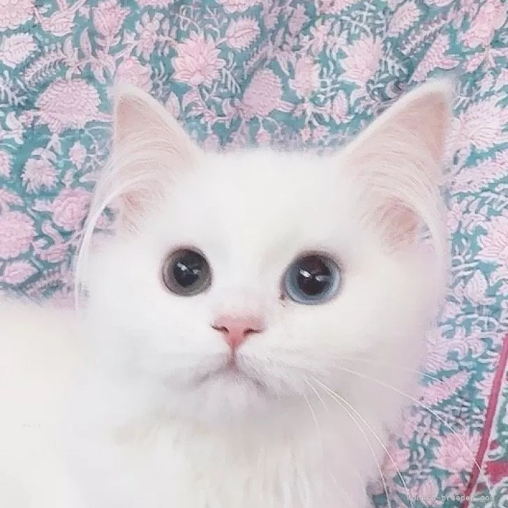 ID:2501-02159の子猫