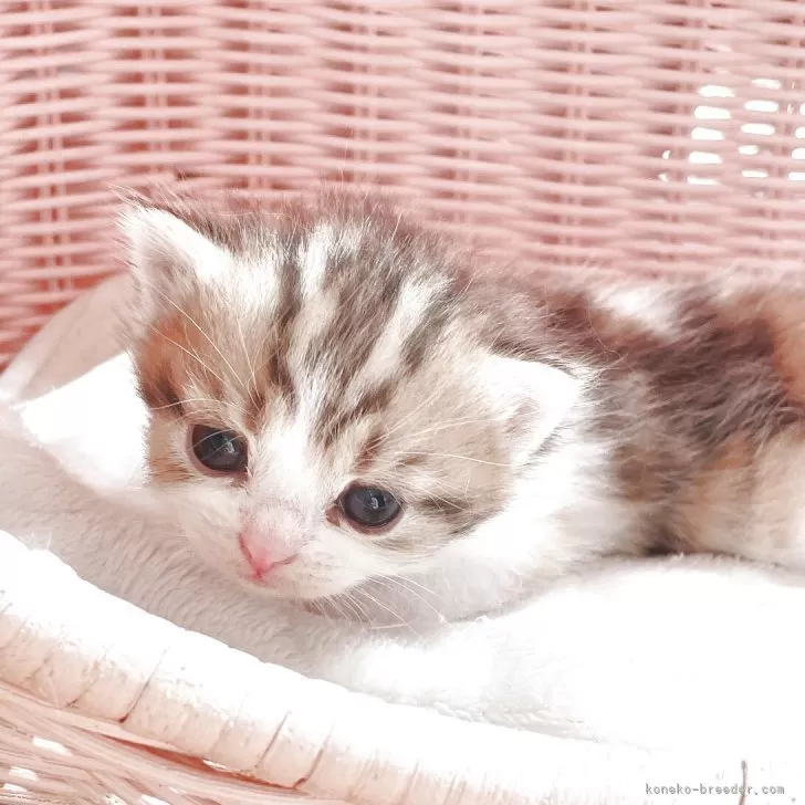 ID:2504-01876の子猫