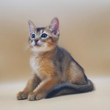 アビシニアンの子猫を探す ブリーダー直販の子猫販売 みんなの子猫ブリーダー