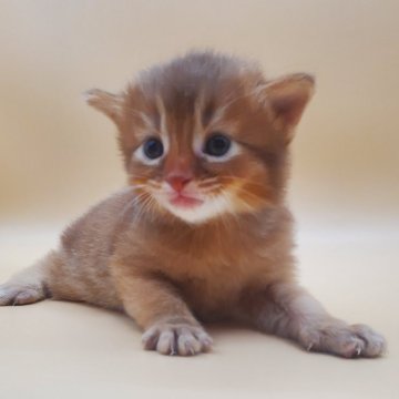 レッドのソマリの子猫を探す｜ブリーダー直販の子猫販売【みんなの子猫