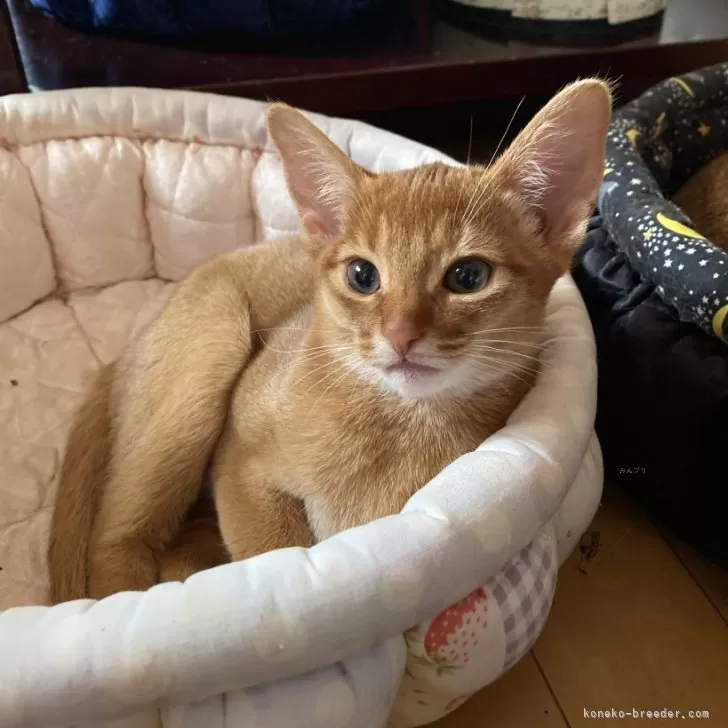 ID:2312-02063の子猫