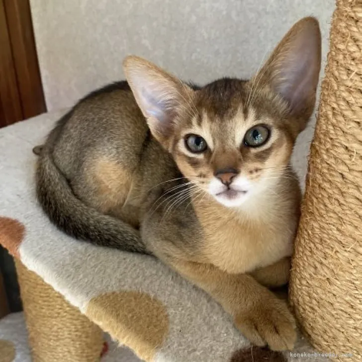 ID:2306-02058の子猫