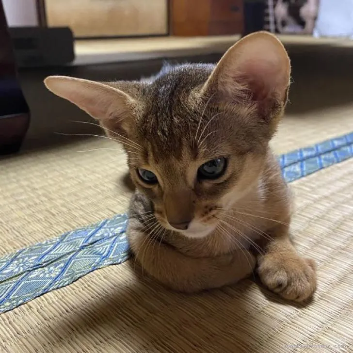 ID:2208-03022の子猫
