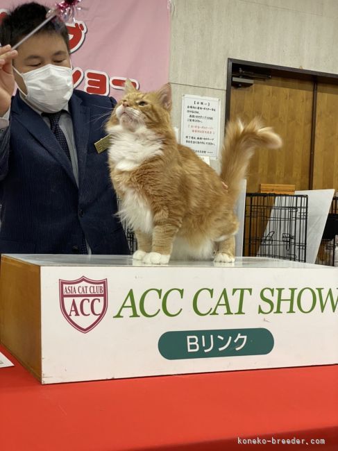 杉本　志保(すぎもと　しほ)ブリーダー(北海道・メインクーンなど・CFA/ACC/CTS登録)の紹介写真4