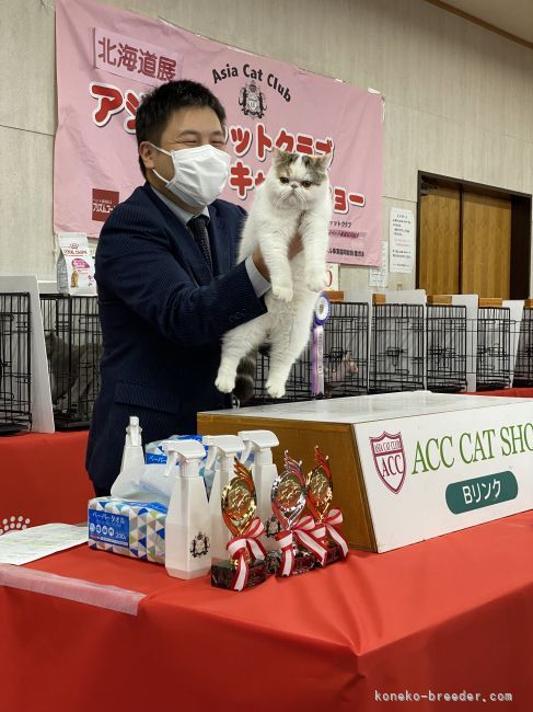 杉本　志保(すぎもと　しほ)ブリーダー(北海道・メインクーンなど・CFA/ACC/CTS登録)の紹介写真5