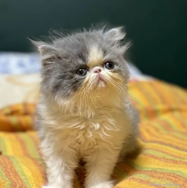 ID:2411-01745の子猫