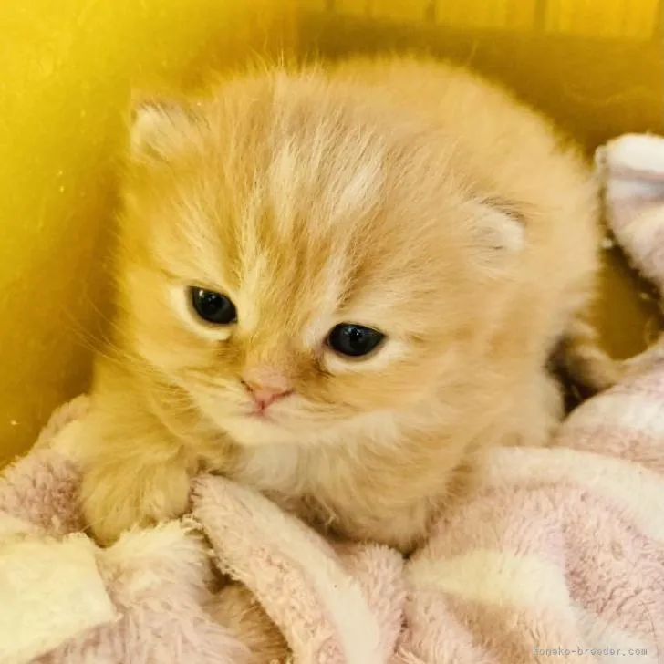 ID:2302-00092の子猫