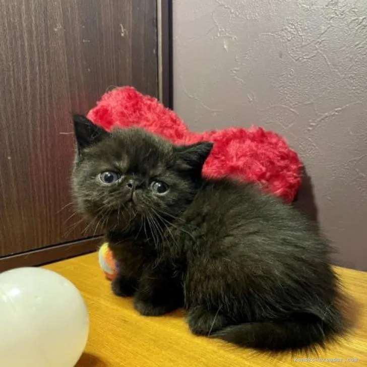 ID:2208-01967の子猫