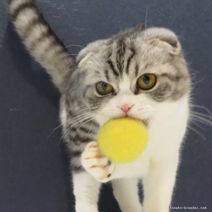 N.Y 様のお迎えした子猫