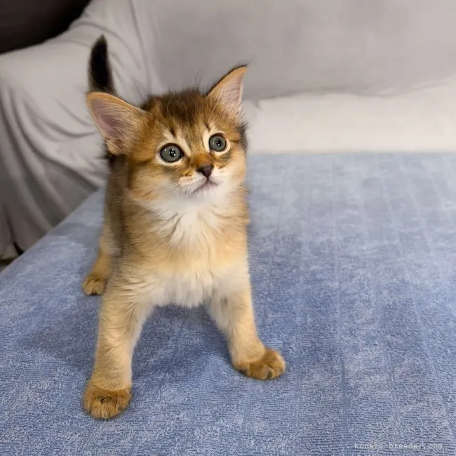 ID:2205-02357の子猫