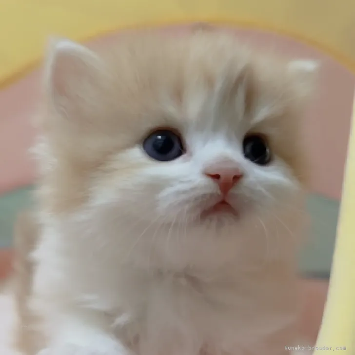 ID:2311-02624の子猫