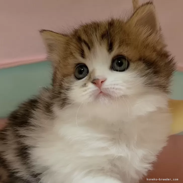 ID:2312-01386の子猫