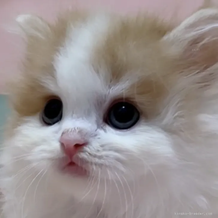 ID:2309-01963の子猫