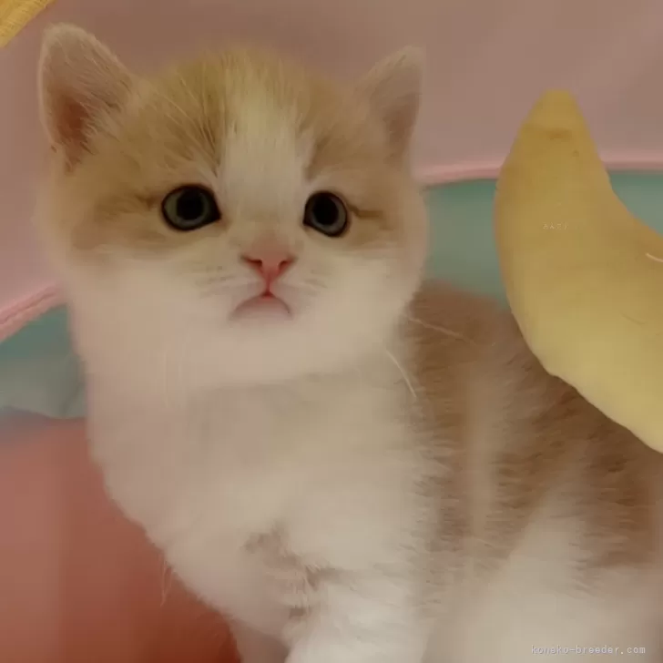 ID:2401-00990の子猫