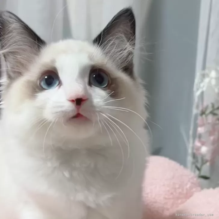 ID:2411-00913の子猫