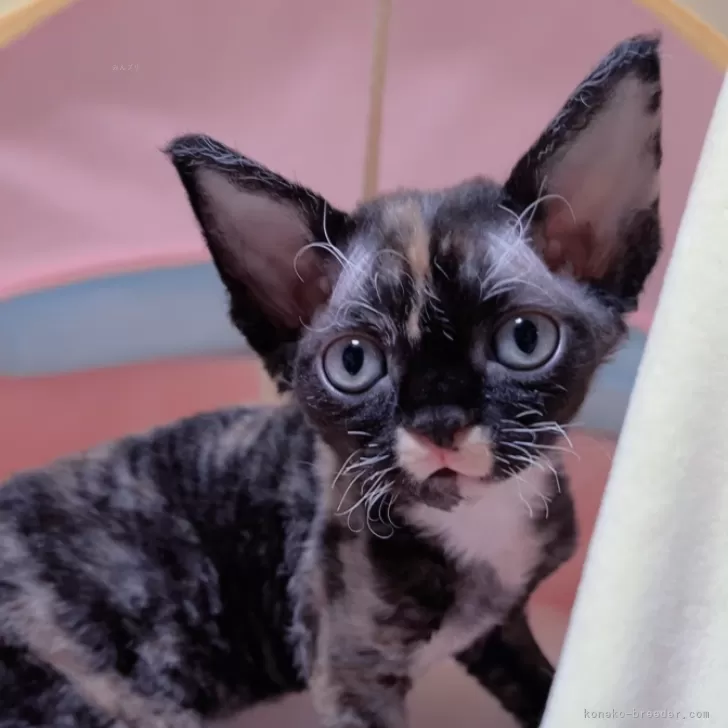 ID:2411-00499の子猫