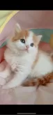 スコティッシュフォールド(立ち耳)【岐阜県・男の子・2024年4月10日・レッド&ホワイト】の写真3