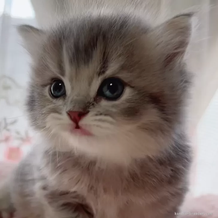 ID:2502-02346の子猫