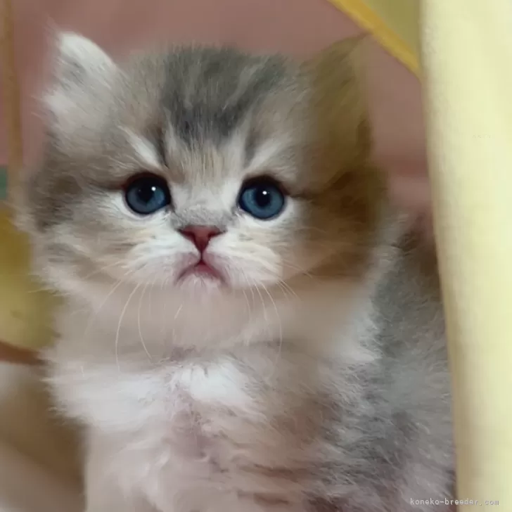 ID:2502-01328の子猫