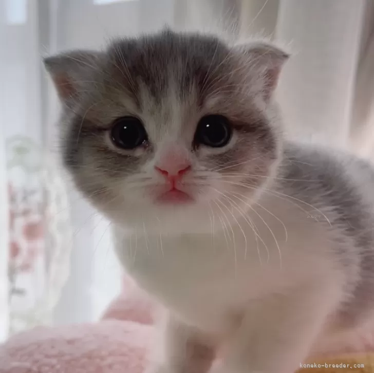 ID:2502-02345の子猫