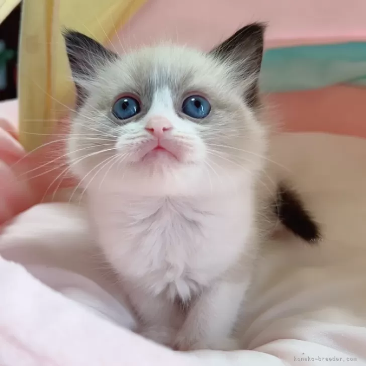 ID:2502-01369の子猫