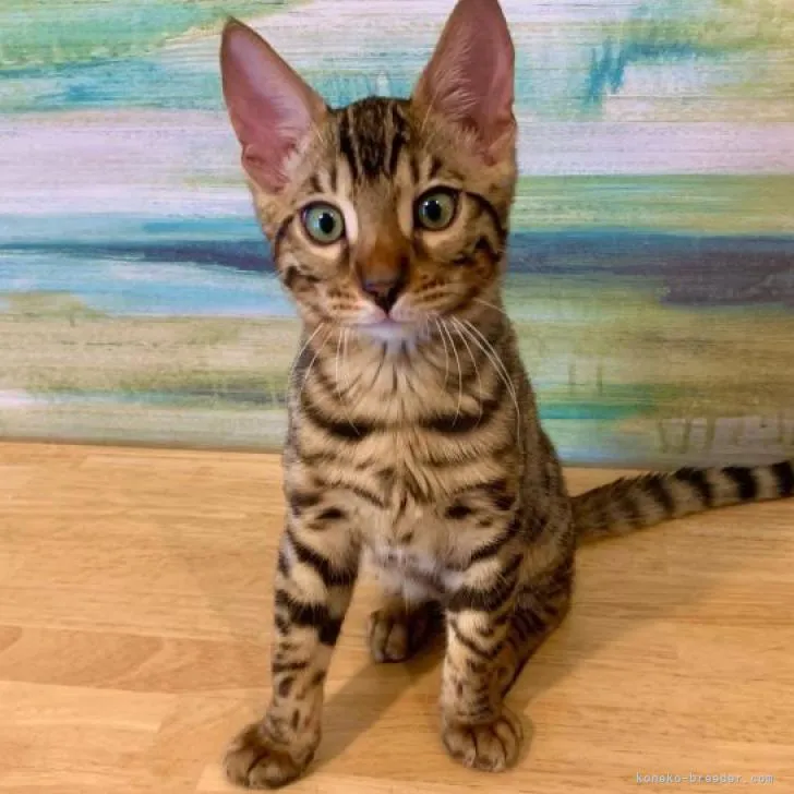 ID:2207-00516の子猫