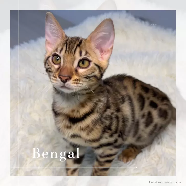 ID:2502-01344の子猫