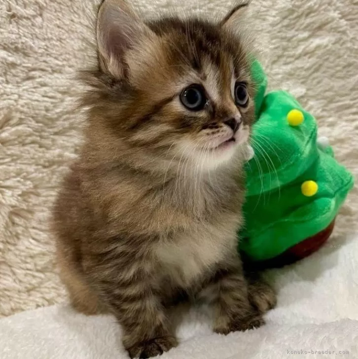 ID：2310-03079の子猫